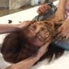 脱糞セレブ8サンプル１